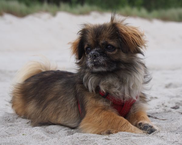 merle2